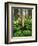 Aspen Trees and Cow Parsnip in White River National Forest, Colorado, USA-Adam Jones-Framed Photographic Print