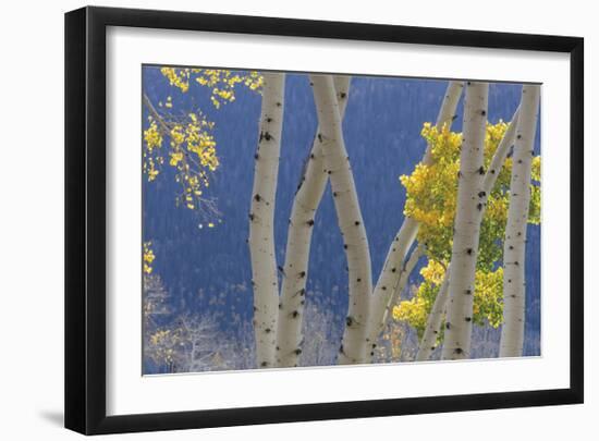 Aspen Trees and Hillside-Don Paulson-Framed Giclee Print