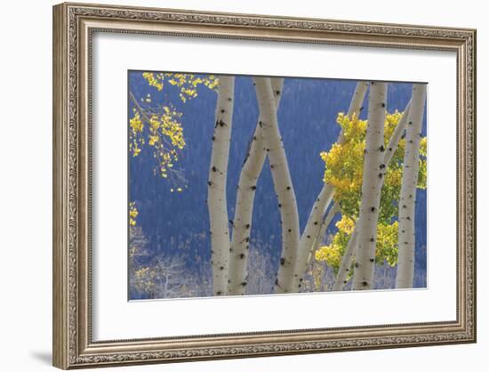 Aspen Trees and Hillside-Don Paulson-Framed Giclee Print