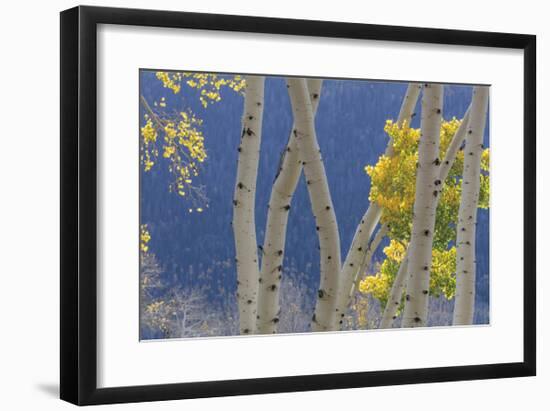 Aspen Trees and Hillside-Don Paulson-Framed Giclee Print