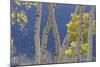 Aspen Trees and Hillside-Don Paulson-Mounted Giclee Print