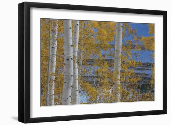 Aspen Trees and Lake-Don Paulson-Framed Giclee Print