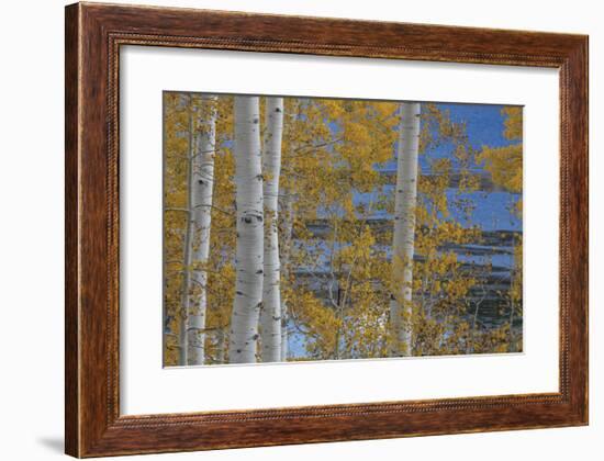 Aspen Trees and Lake-Don Paulson-Framed Giclee Print