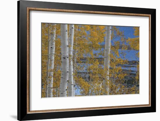 Aspen Trees and Lake-Don Paulson-Framed Giclee Print