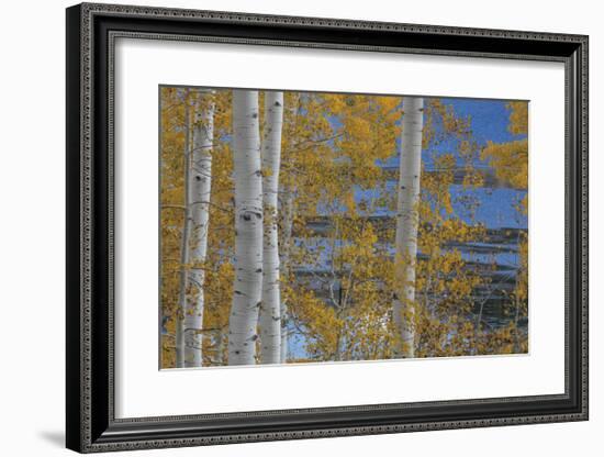 Aspen Trees and Lake-Don Paulson-Framed Giclee Print