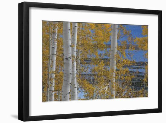 Aspen Trees and Lake-Don Paulson-Framed Giclee Print