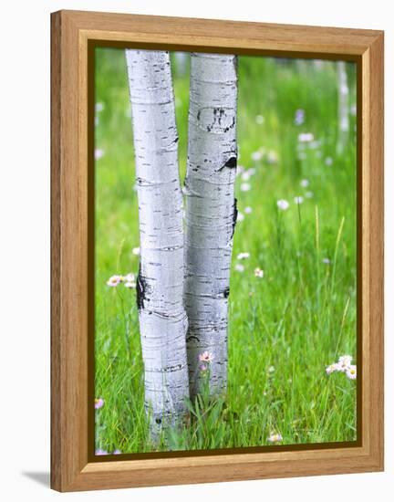 Aspen Trees and Wildflowers, Lake City, Colorado, USA-Janell Davidson-Framed Premier Image Canvas