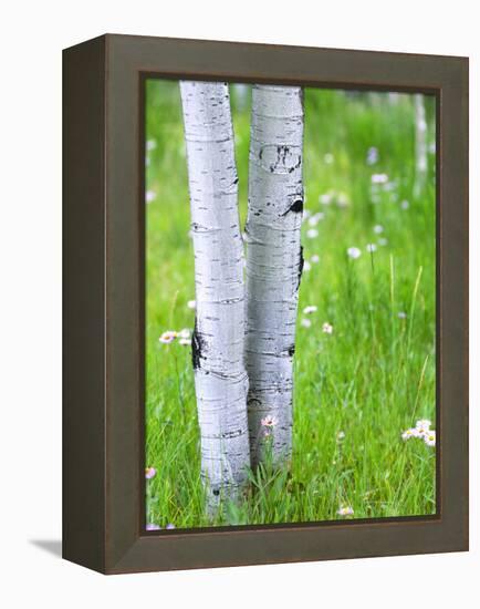 Aspen Trees and Wildflowers, Lake City, Colorado, USA-Janell Davidson-Framed Premier Image Canvas