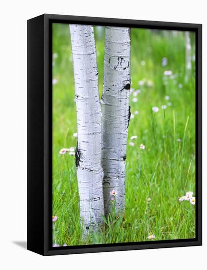 Aspen Trees and Wildflowers, Lake City, Colorado, USA-Janell Davidson-Framed Premier Image Canvas