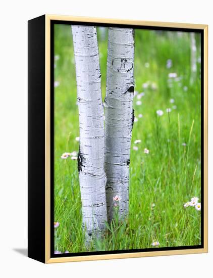 Aspen Trees and Wildflowers, Lake City, Colorado, USA-Janell Davidson-Framed Premier Image Canvas