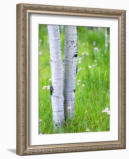 Aspen Trees and Wildflowers, Lake City, Colorado, USA-Janell Davidson-Framed Photographic Print