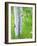 Aspen Trees and Wildflowers, Lake City, Colorado, USA-Janell Davidson-Framed Photographic Print