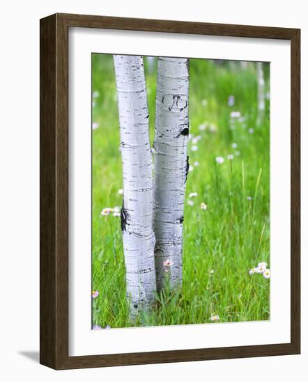 Aspen Trees and Wildflowers, Lake City, Colorado, USA-Janell Davidson-Framed Photographic Print