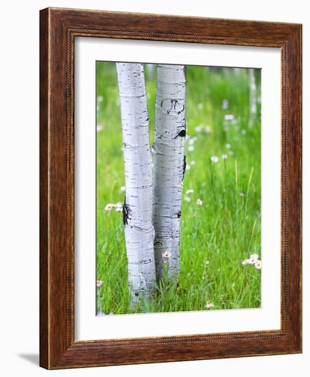 Aspen Trees and Wildflowers, Lake City, Colorado, USA-Janell Davidson-Framed Photographic Print