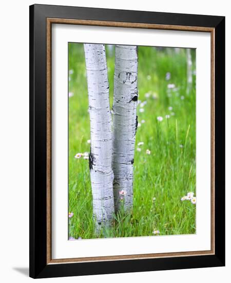 Aspen Trees and Wildflowers, Lake City, Colorado, USA-Janell Davidson-Framed Photographic Print