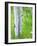 Aspen Trees and Wildflowers, Lake City, Colorado, USA-Janell Davidson-Framed Photographic Print