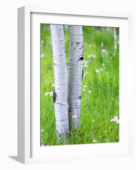 Aspen Trees and Wildflowers, Lake City, Colorado, USA-Janell Davidson-Framed Photographic Print