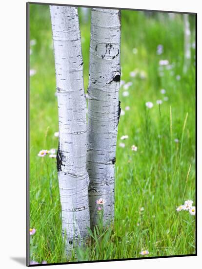 Aspen Trees and Wildflowers, Lake City, Colorado, USA-Janell Davidson-Mounted Photographic Print