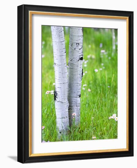 Aspen Trees and Wildflowers, Lake City, Colorado, USA-Janell Davidson-Framed Photographic Print