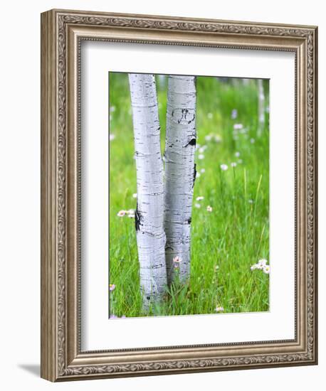 Aspen Trees and Wildflowers, Lake City, Colorado, USA-Janell Davidson-Framed Photographic Print