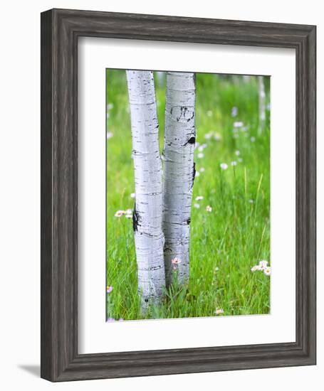 Aspen Trees and Wildflowers, Lake City, Colorado, USA-Janell Davidson-Framed Photographic Print