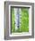 Aspen Trees and Wildflowers, Lake City, Colorado, USA-Janell Davidson-Framed Photographic Print