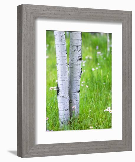 Aspen Trees and Wildflowers, Lake City, Colorado, USA-Janell Davidson-Framed Photographic Print