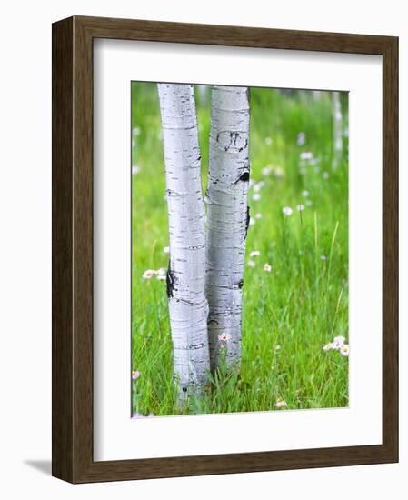 Aspen Trees and Wildflowers, Lake City, Colorado, USA-Janell Davidson-Framed Photographic Print