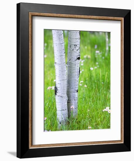 Aspen Trees and Wildflowers, Lake City, Colorado, USA-Janell Davidson-Framed Photographic Print