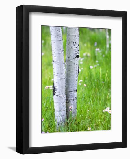 Aspen Trees and Wildflowers, Lake City, Colorado, USA-Janell Davidson-Framed Photographic Print