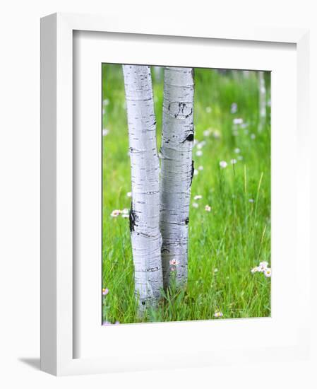 Aspen Trees and Wildflowers, Lake City, Colorado, USA-Janell Davidson-Framed Photographic Print