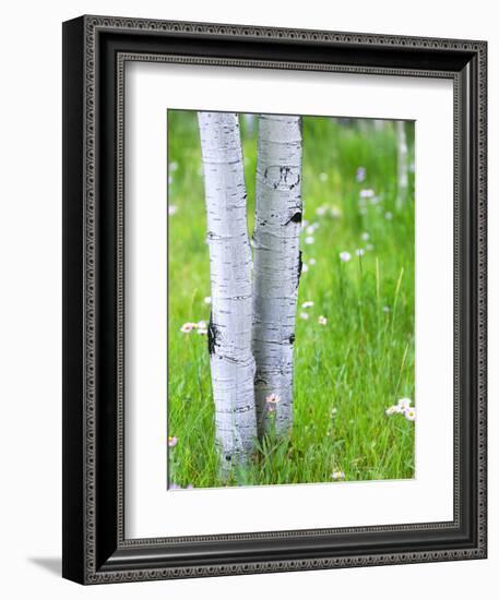 Aspen Trees and Wildflowers, Lake City, Colorado, USA-Janell Davidson-Framed Photographic Print