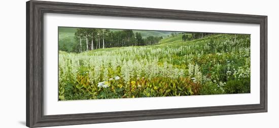 Aspen Trees and Wildflowers on Hillside, Crested Butte, Gunnison County, Colorado, USA-null-Framed Photographic Print