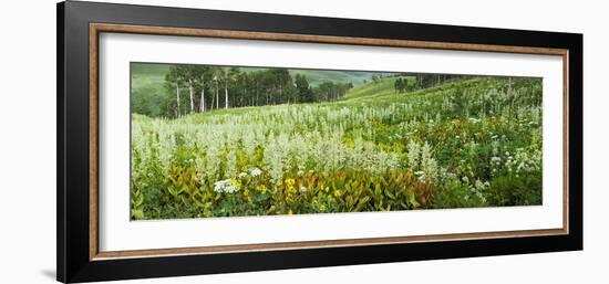 Aspen Trees and Wildflowers on Hillside, Crested Butte, Gunnison County, Colorado, USA-null-Framed Photographic Print