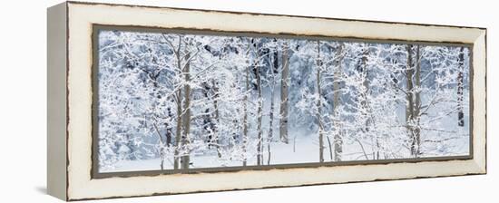 Aspen Trees Covered with Snow, Taos County, New Mexico, USA-null-Framed Premier Image Canvas