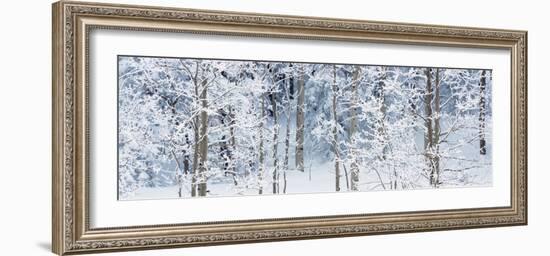 Aspen Trees Covered with Snow, Taos County, New Mexico, USA-null-Framed Photographic Print