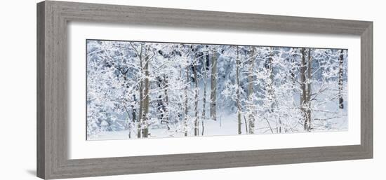 Aspen Trees Covered with Snow, Taos County, New Mexico, USA-null-Framed Photographic Print