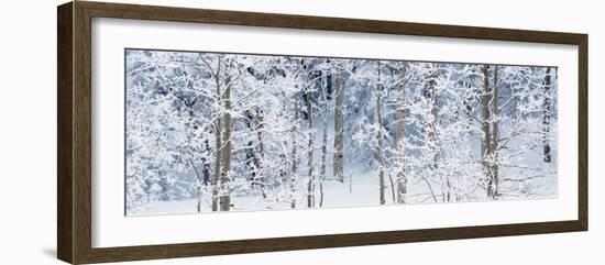 Aspen Trees Covered with Snow, Taos County, New Mexico, USA--Framed Photographic Print