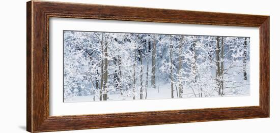 Aspen Trees Covered with Snow, Taos County, New Mexico, USA-null-Framed Photographic Print