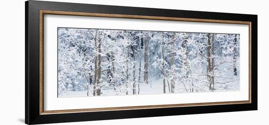 Aspen Trees Covered with Snow, Taos County, New Mexico, USA-null-Framed Photographic Print