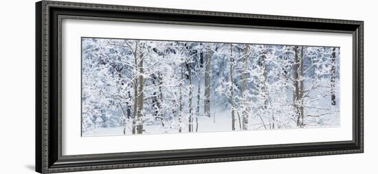 Aspen Trees Covered with Snow, Taos County, New Mexico, USA--Framed Photographic Print