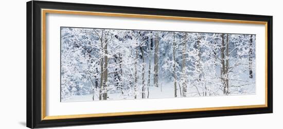 Aspen Trees Covered with Snow, Taos County, New Mexico, USA-null-Framed Photographic Print