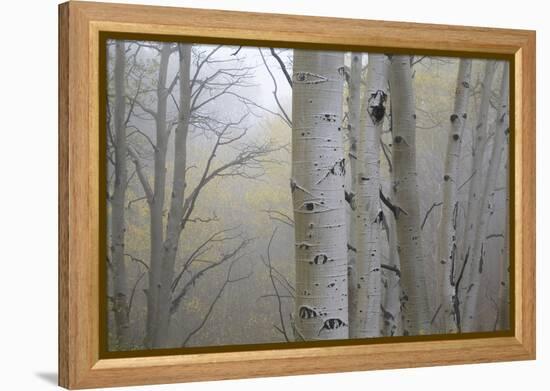 Aspen Trees, Dixie National Forest Boulder Mountain, Utah, USA-Charles Gurche-Framed Premier Image Canvas
