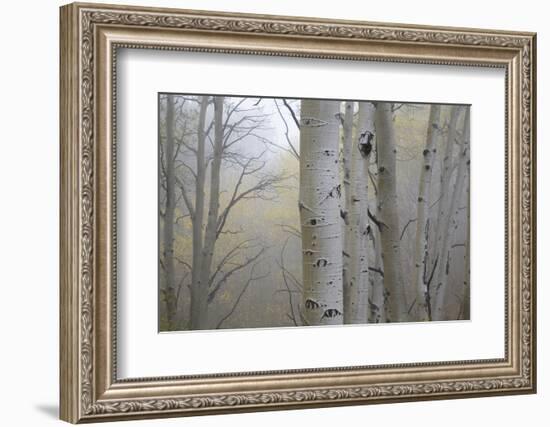 Aspen Trees, Dixie National Forest Boulder Mountain, Utah, USA-Charles Gurche-Framed Photographic Print
