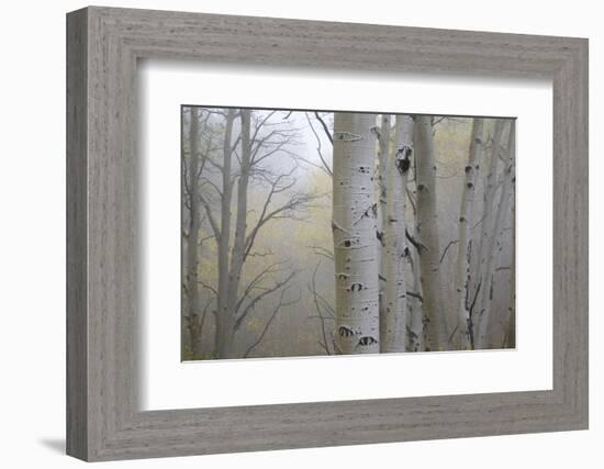 Aspen Trees, Dixie National Forest Boulder Mountain, Utah, USA-Charles Gurche-Framed Photographic Print