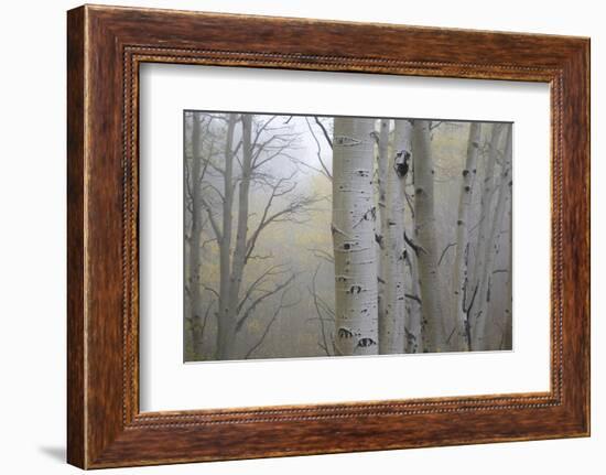 Aspen Trees, Dixie National Forest Boulder Mountain, Utah, USA-Charles Gurche-Framed Photographic Print