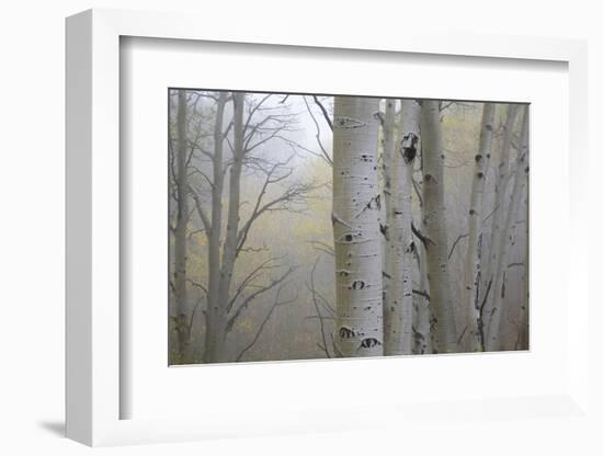 Aspen Trees, Dixie National Forest Boulder Mountain, Utah, USA-Charles Gurche-Framed Photographic Print