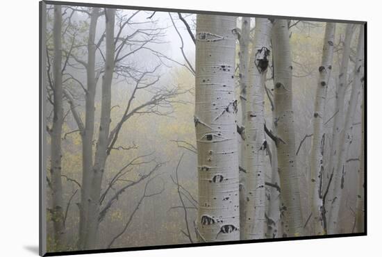 Aspen Trees, Dixie National Forest Boulder Mountain, Utah, USA-Charles Gurche-Mounted Photographic Print