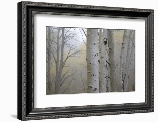 Aspen Trees, Dixie National Forest Boulder Mountain, Utah, USA-Charles Gurche-Framed Photographic Print