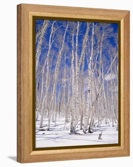 Aspen Trees During Winter, Dixie National Forest, Utah, USA-Roy Rainford-Framed Premier Image Canvas